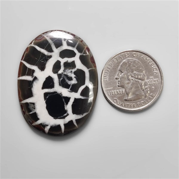 Black Septarian Fossil