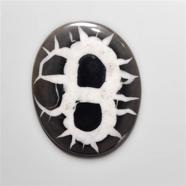 Black Septarian Fossil