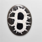 Black Septarian Fossil