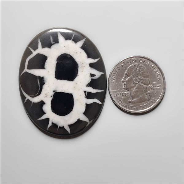 Black Septarian Fossil