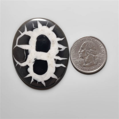 Black Septarian Fossil