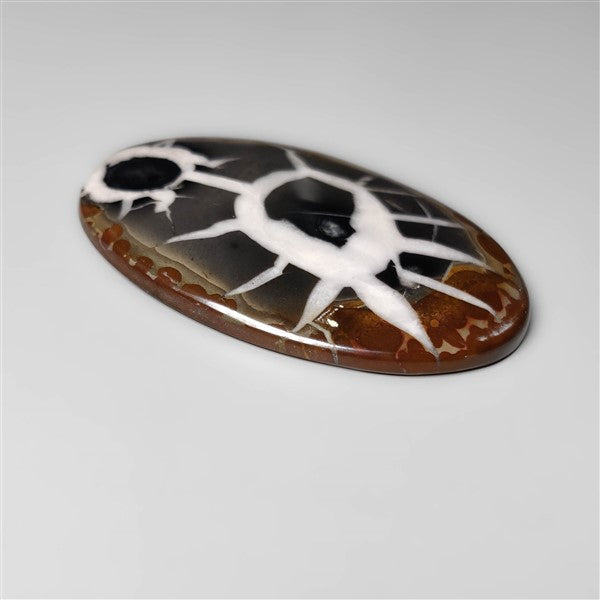 Black Septarian Fossil