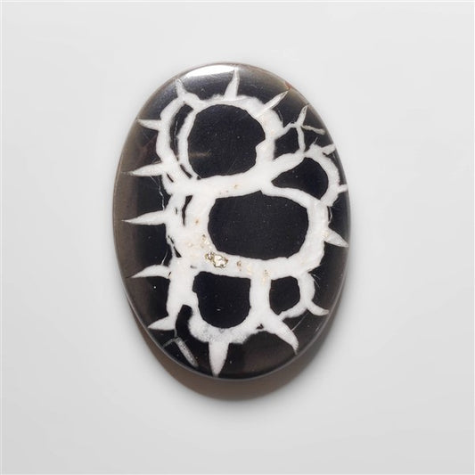 Black Septarian Fossil