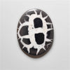 Black Septarian Fossil