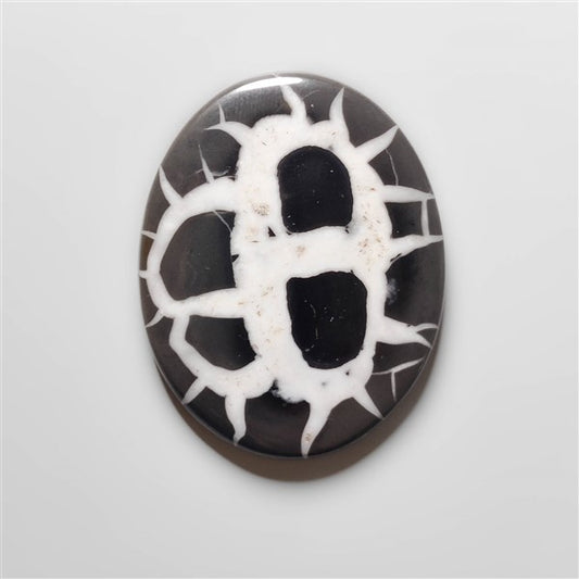 Black Septarian Fossil