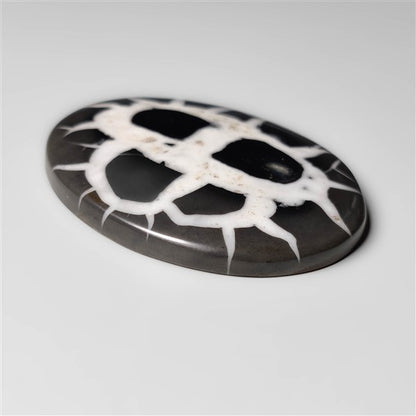 Black Septarian Fossil