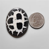 Black Septarian Fossil