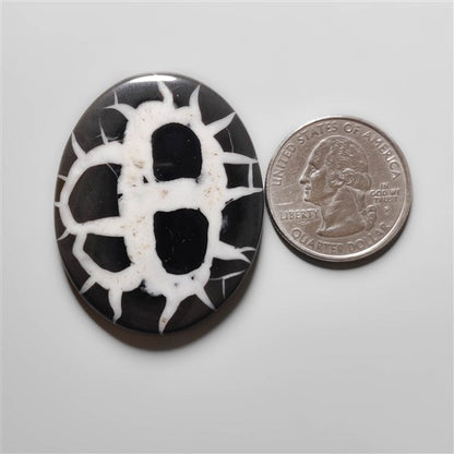 Black Septarian Fossil