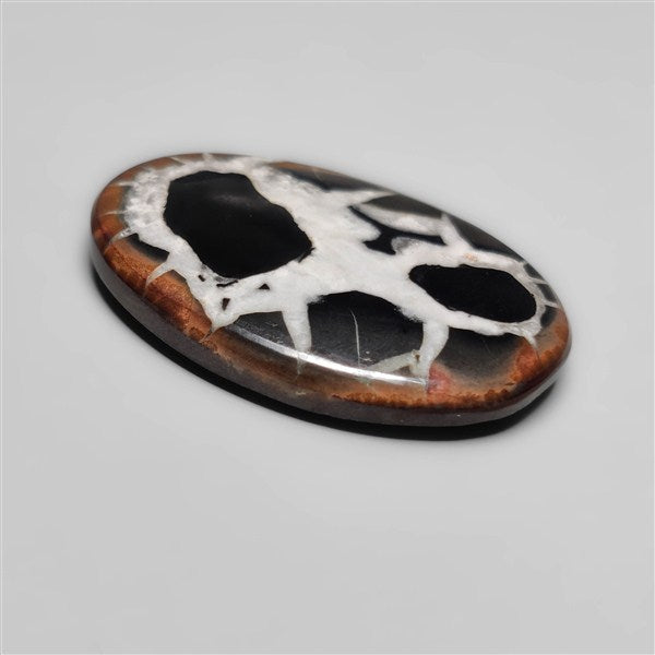 Black Septarian Fossil