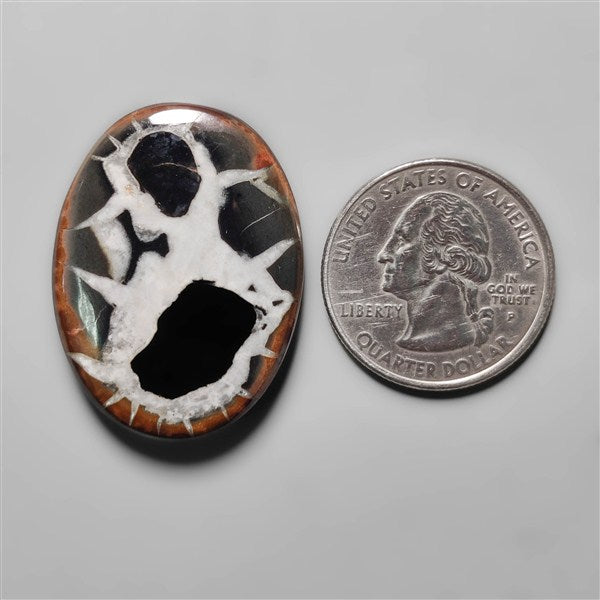 Black Septarian Fossil