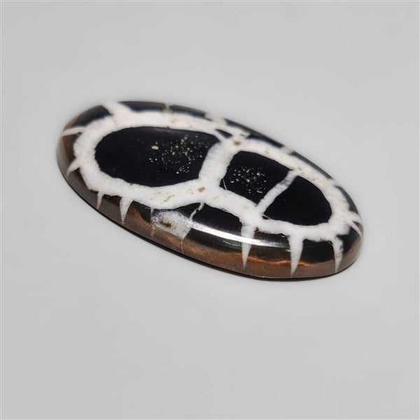 Black Septarian Fossil
