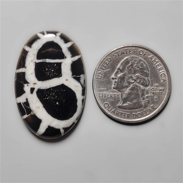 Black Septarian Fossil