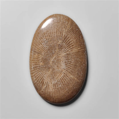 Stingray Black Fossil Coral
