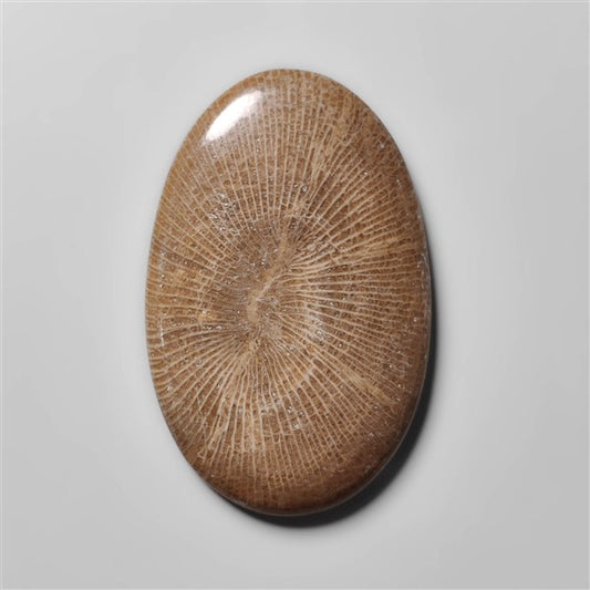 Stingray Black Fossil Coral