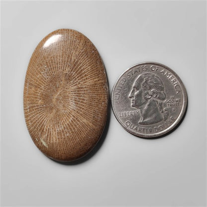 Stingray Black Fossil Coral