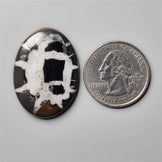 Black Septarian Fossil