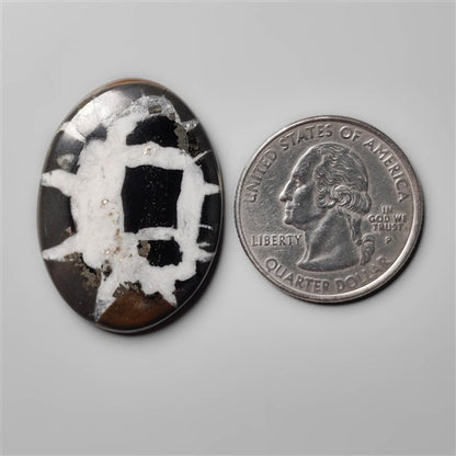Black Septarian Fossil
