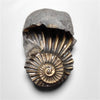 Ammonite|Pyrite