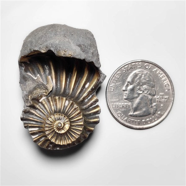 Ammonite|Pyrite