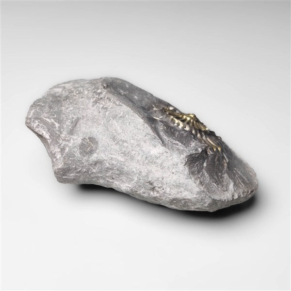 Ammonite|Pyrite