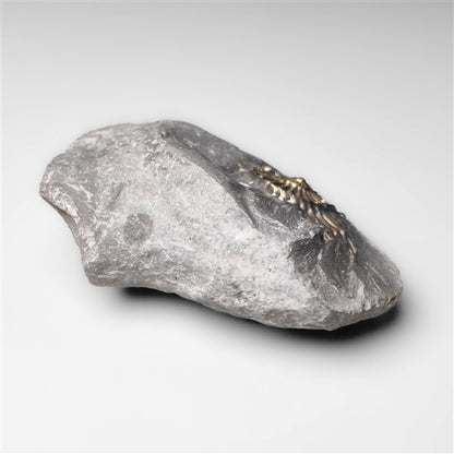 Ammonite|Pyrite