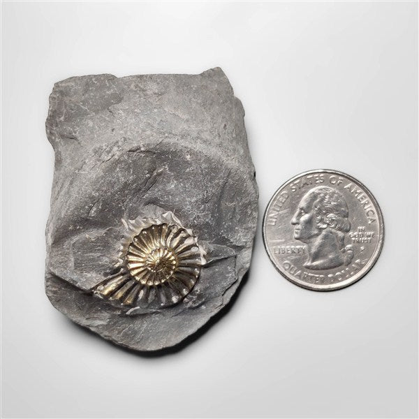 Ammonite|Pyrite