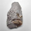 Ammonite|Pyrite