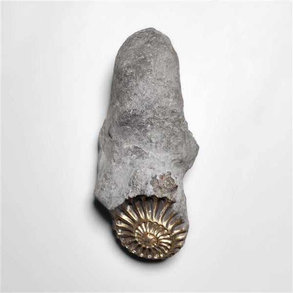 Ammonite|Pyrite