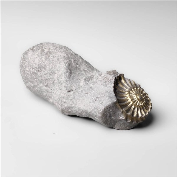 Ammonite|Pyrite