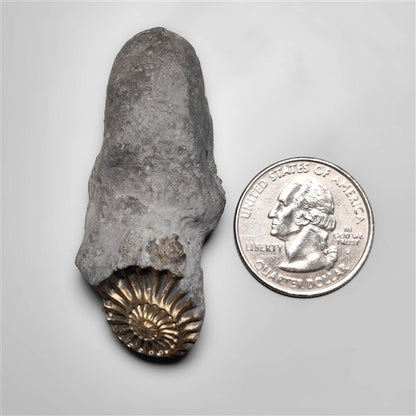 Ammonite|Pyrite