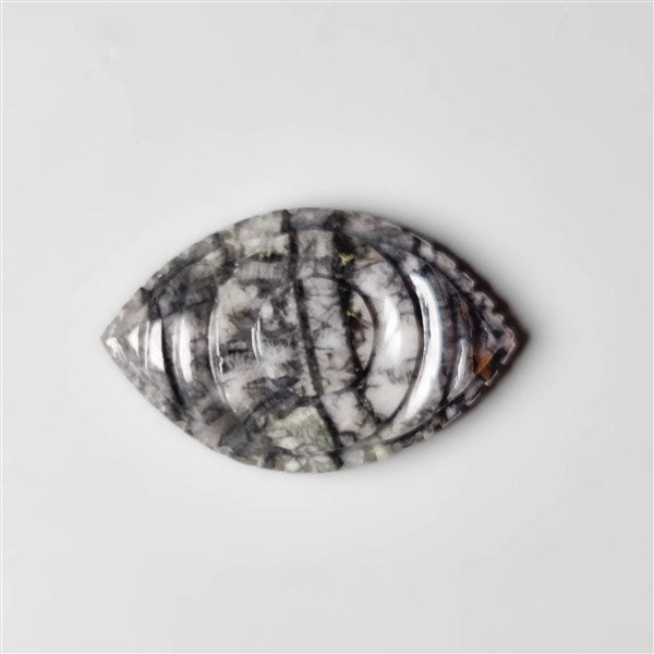 Orthoceras Fossil