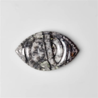 Orthoceras Fossil