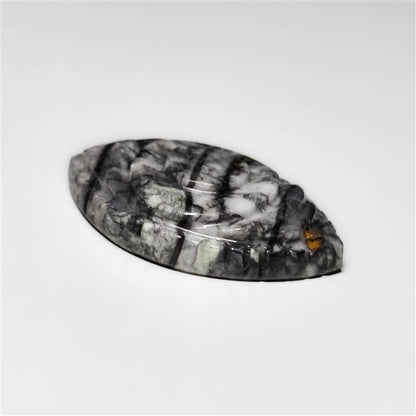 Orthoceras Fossil