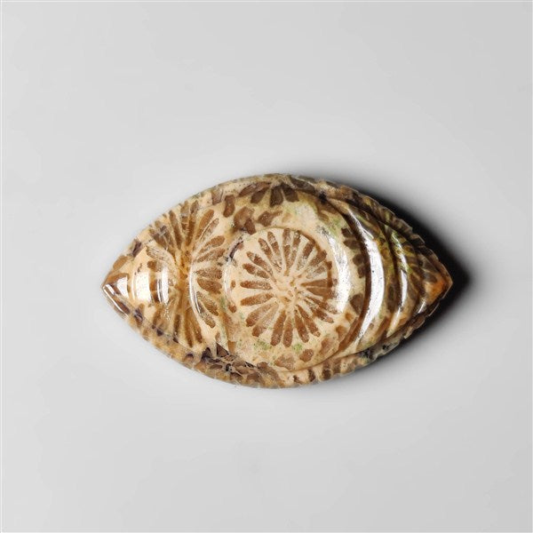 Fossil Coral