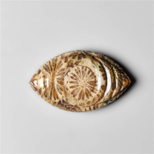 Fossil Coral