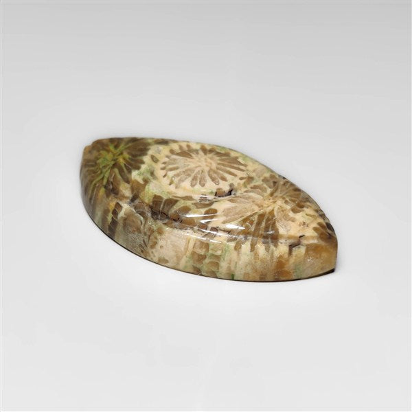 Fossil Coral