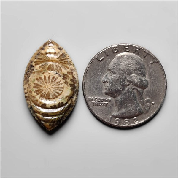 Fossil Coral