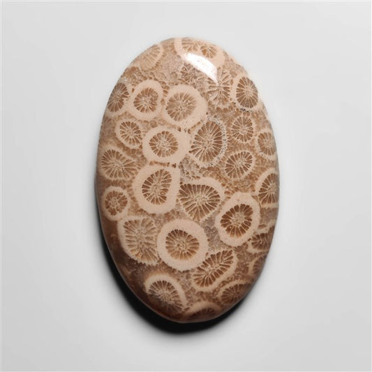 Fossil Coral