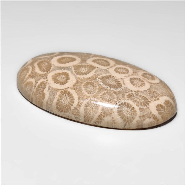 Fossil Coral