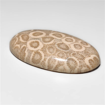 Fossil Coral