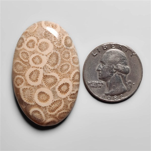 Fossil Coral