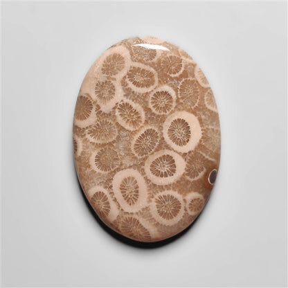 Fossil Coral