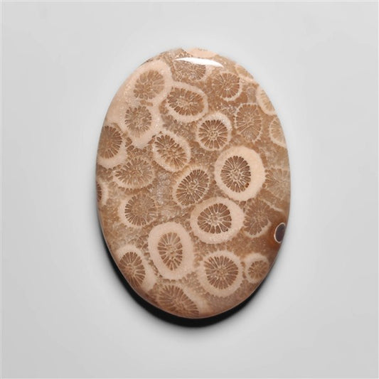 Fossil Coral
