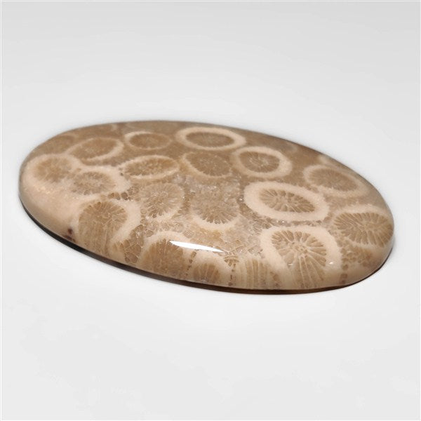 Fossil Coral