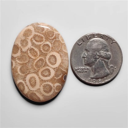 Fossil Coral