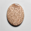 Fossil Coral