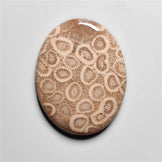 Fossil Coral