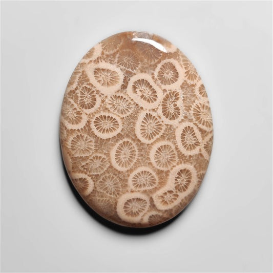 Fossil Coral