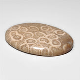 Fossil Coral