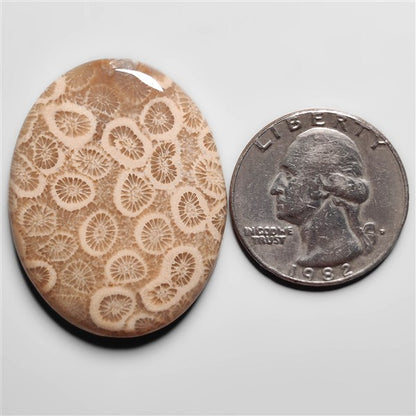Fossil Coral